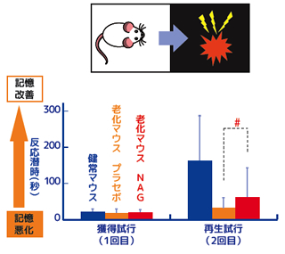 N アセチルグルコサミン 記憶学習能改善効果 研究開発 焼津水産化学工業